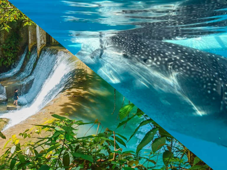 Whale Shark & Kawasan